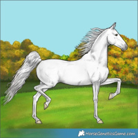 Horse Color:Gray Red Dun Near Fewspot 