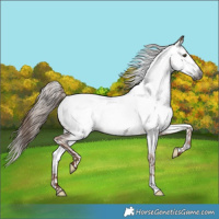 Horse Color:Gray Red Dun Appaloosa 