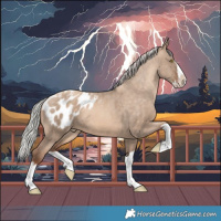 Horse Color:Powder White Silver Sable Champagne Dun Splash Frame Appaloosa 