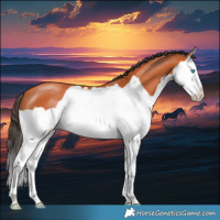 Horse Color:Bay Splash 