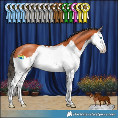 Horse Color:Bay Splash 