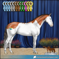 Horse Color:Bay Splash 