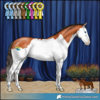 Horse Color:Bay Splash 