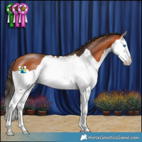 Horse Color:Bay Splash 