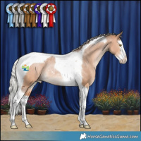 Horse Color:Silver Bay Dun Splash Tobiano Appaloosa Rabicano 