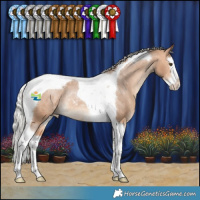 Horse Color:Silver Bay Dun Splash Tobiano Appaloosa Rabicano 