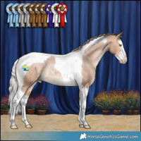 Horse Color:Silver Bay Dun Splash Tobiano Appaloosa Rabicano 