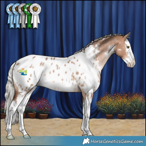 Horse Color:White Spotted Silver Bay Dun Splash Appaloosa Rabicano 
