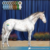 Horse Color:White Spotted Silver Bay Dun Splash Appaloosa Rabicano 