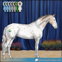Horse Color:White Spotted Silver Bay Dun Splash Appaloosa Rabicano