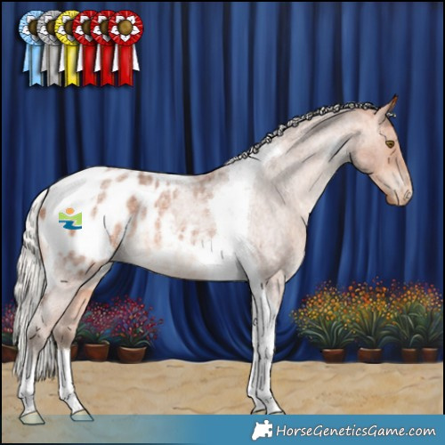 Horse Color:Silver Bay Roan Tobiano Blanket Rabicano 