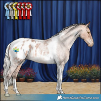 Horse Color:Silver Bay Roan Tobiano Appaloosa Rabicano