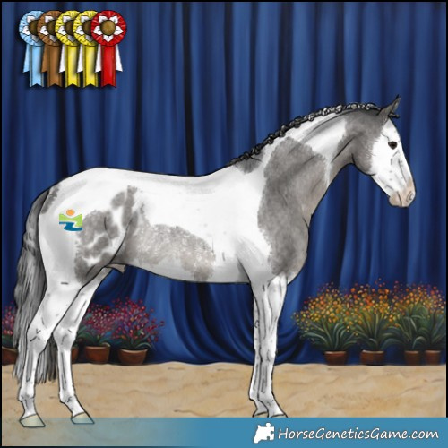 Horse Color:Blue Roan Splash Tobiano Appaloosa Rabicano 