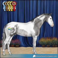 Horse Color:Blue Roan Splash Tobiano Appaloosa Rabicano
