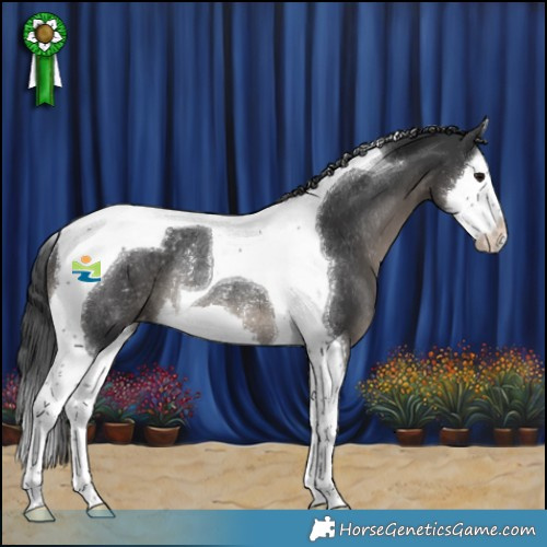 Horse Color:Black Splash Tobiano Appaloosa Rabicano 