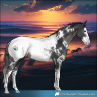 Horse Color:White Spotted Black Splash Appaloosa Rabicano