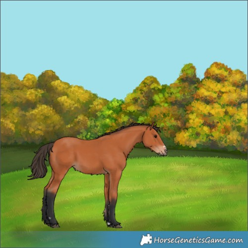 Horse Color:Bay 