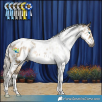 Horse Color:Gray Silver Smoky Grullo Pearl Tobiano Appaloosa Rabicano 