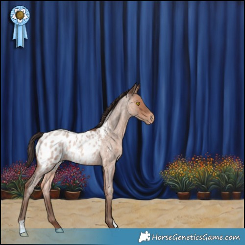 Horse Color:Sable Champagne Roan Appaloosa Rabicano 