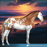 Horse Color:Gray Gold Champagne Splash Appaloosa Rabicano 