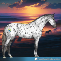 Horse Color:Smoky Black Appaloosa 