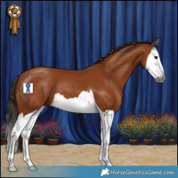 Horse Color:Gray Bay Splash 