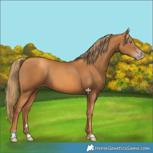 Horse Color:Gray Gold Champagne 