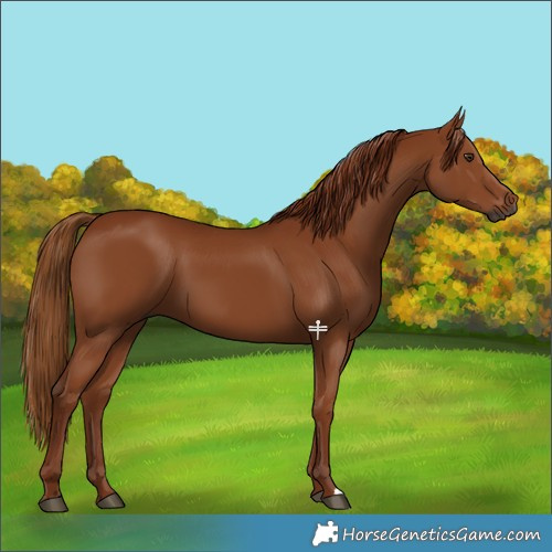 Horse Color:Gray Chestnut 