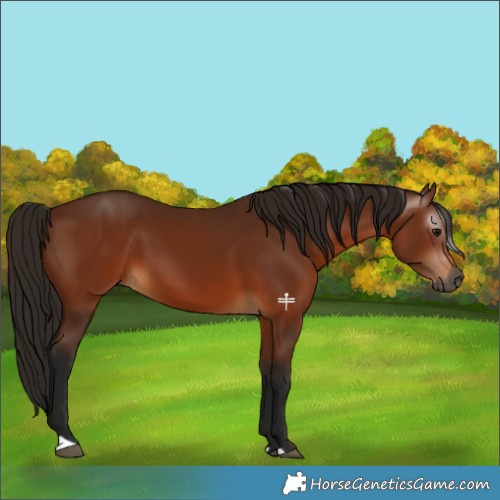 Horse Color:Gray Bay 