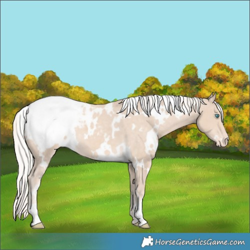 Horse Color:White Spotted Cremello Appaloosa 