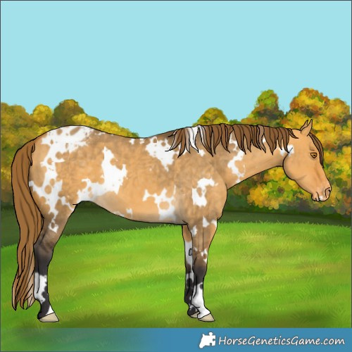 Horse Color:White Spotted Buckskin Dun Appaloosa