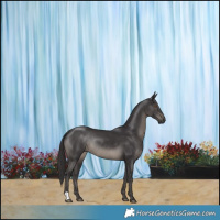 Horse Color:Smoky Black Rabicano