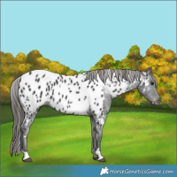 Horse Color:White Spotted Black Near Leopard