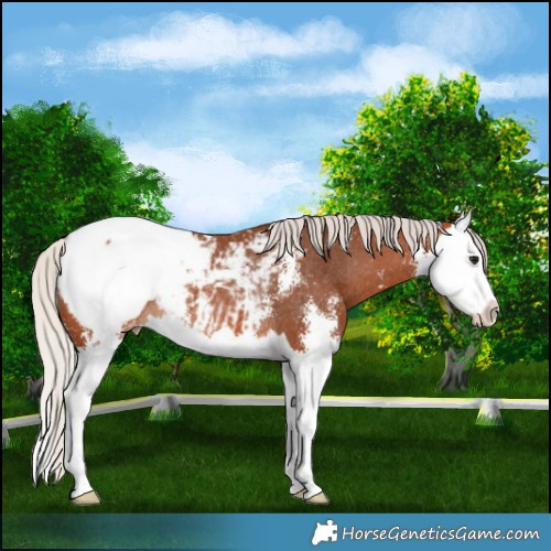 Horse Color:Silver Bay Sabino Splash Appaloosa Rabicano 