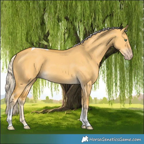 Horse Color:Gold Cream Champagne Dun Tobiano