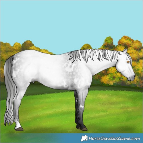 Horse Color:Gray White Spotted Black 