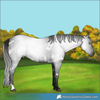 Horse Color:Gray White Spotted Black 