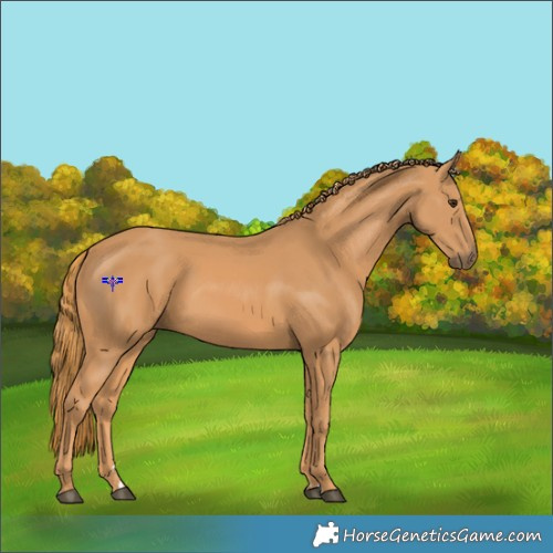 Horse Color:Chestnut Rabicano 