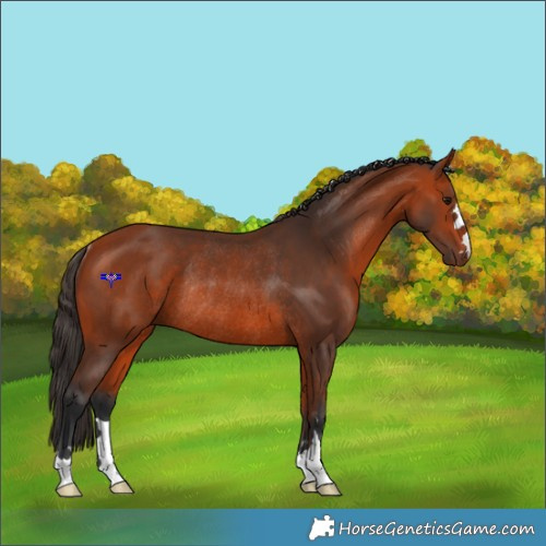 Horse Color:Bay Rabicano 