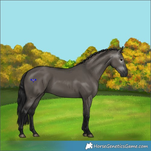 Horse Color:Gray Grullo 