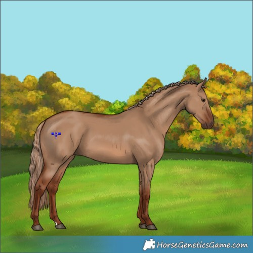 Horse Color:Red Dun 