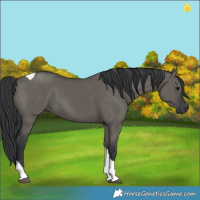 Horse Color:Grullo Tobiano 