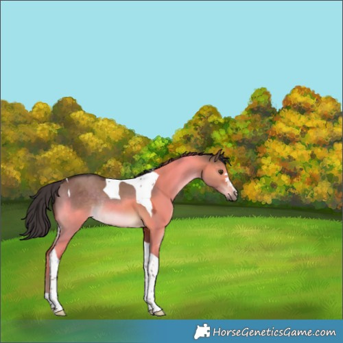 Horse Color:Liver Red Dun Tobiano Rabicano 