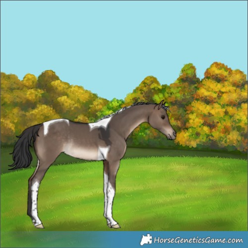 Horse Color:Brown Dun Tobiano Rabicano 