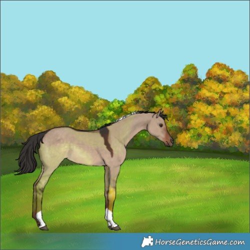 Horse Color:Liver Red Dun Tobiano Rabicano 