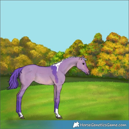Horse Color:Watercolor Brown Dun Tobiano Rabicano 