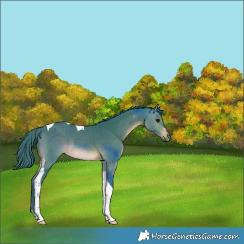 Horse Color:Watercolor Brown Tobiano Rabicano 