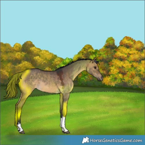 Horse Color:Brown Dun Tobiano Rabicano 
