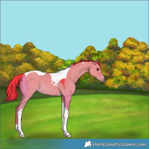 Horse Color:Watercolor Liver Red Dun Tobiano Rabicano 