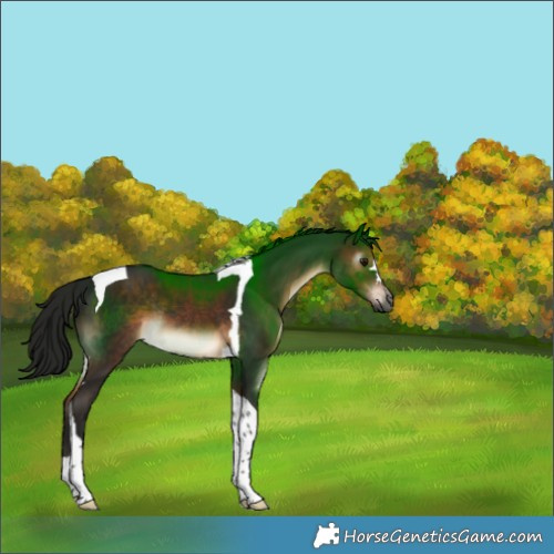 Horse Color:Gray Brown Tobiano Rabicano 